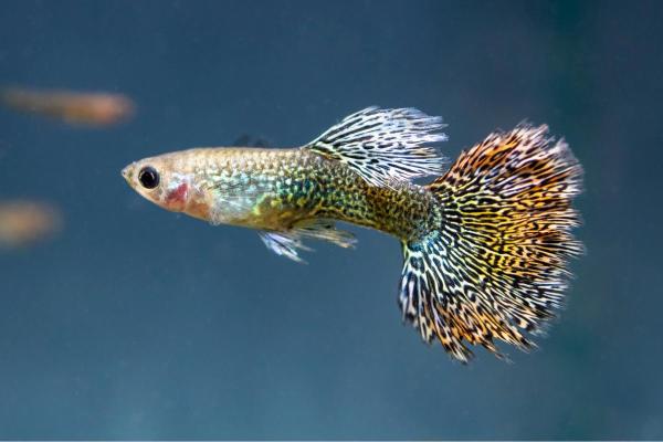 Fan Tail 3