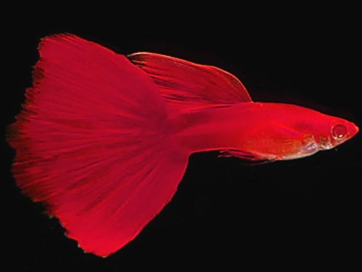 Full Red