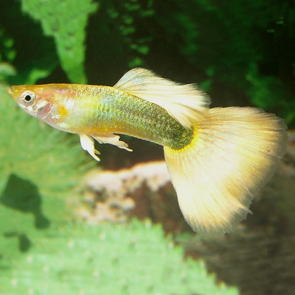 Golden 3