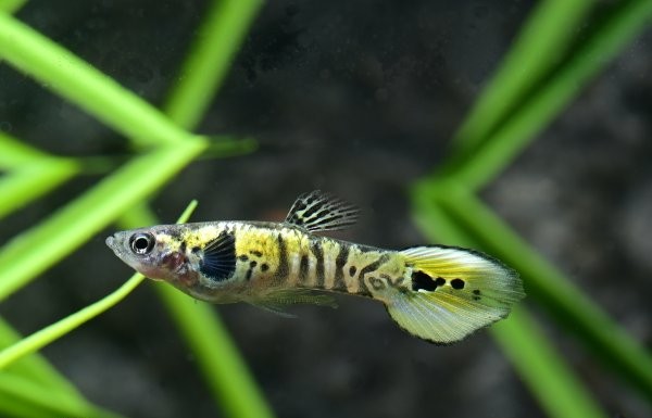 Green Tiger 3