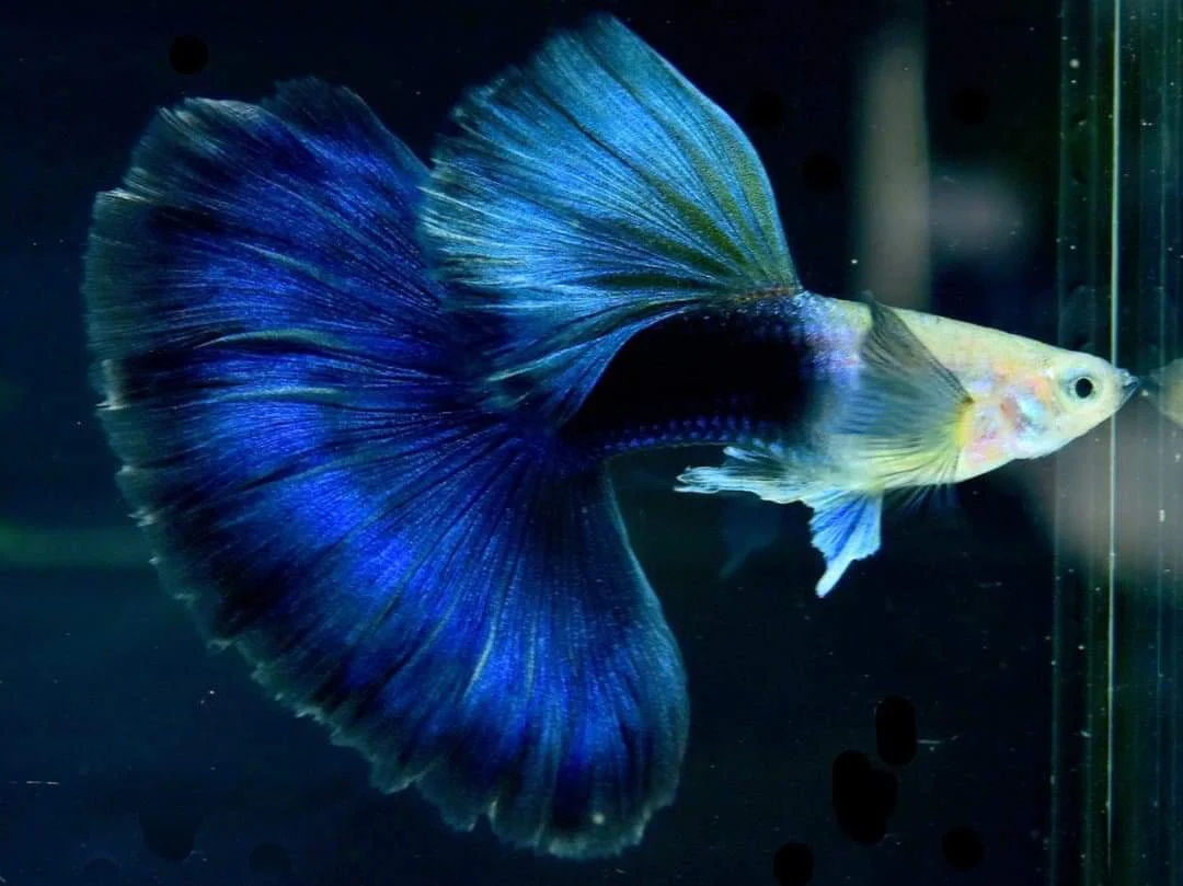 Half Black Blue 3