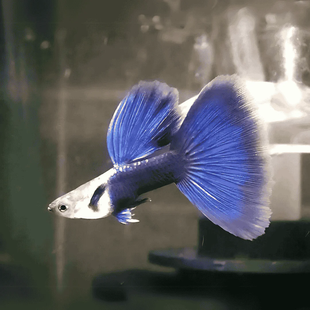 Half Black Blue
