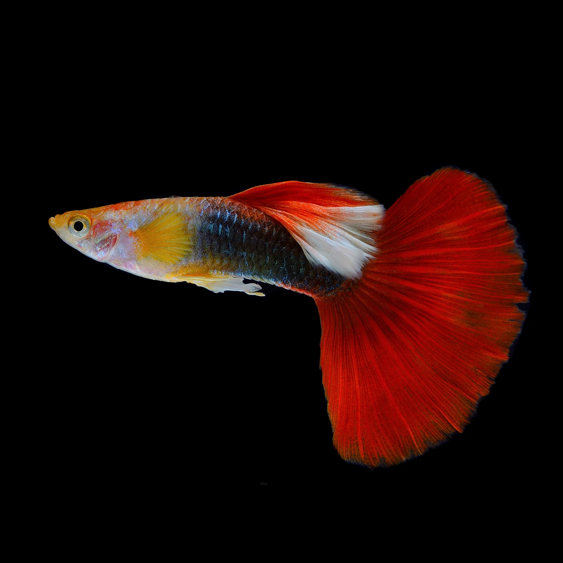 Half Black Red