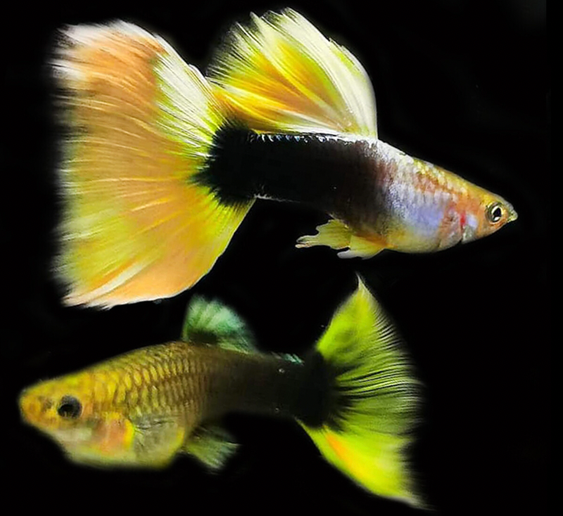 Half Black Yellow 3