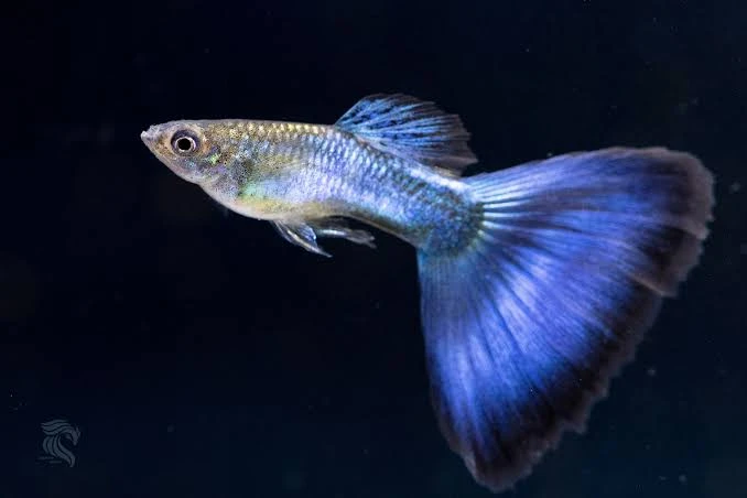 Japan Blue 3