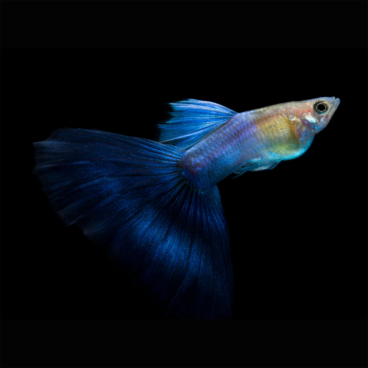 Japan Blue