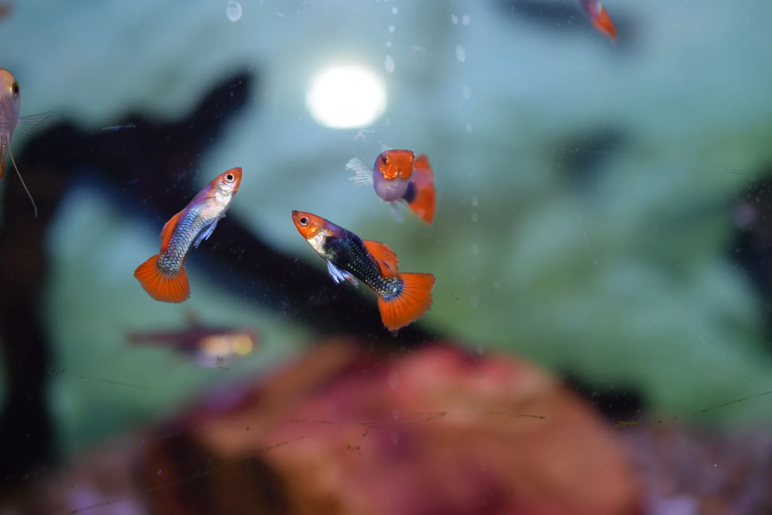 Koi 2