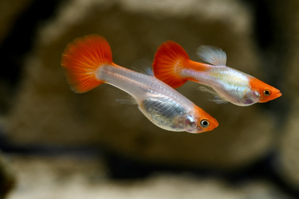 Koi 3