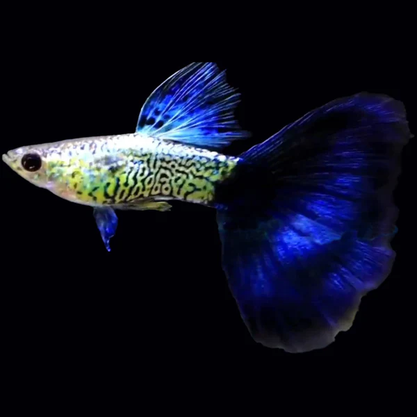 Metal Blue 2