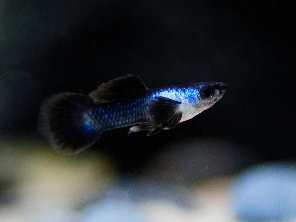 Panda 2