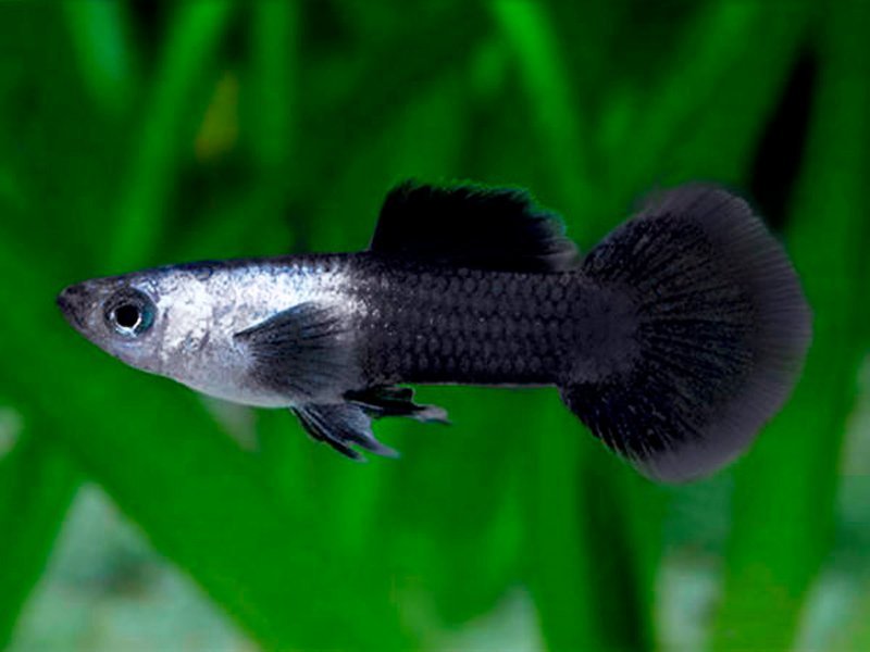 Panda 3