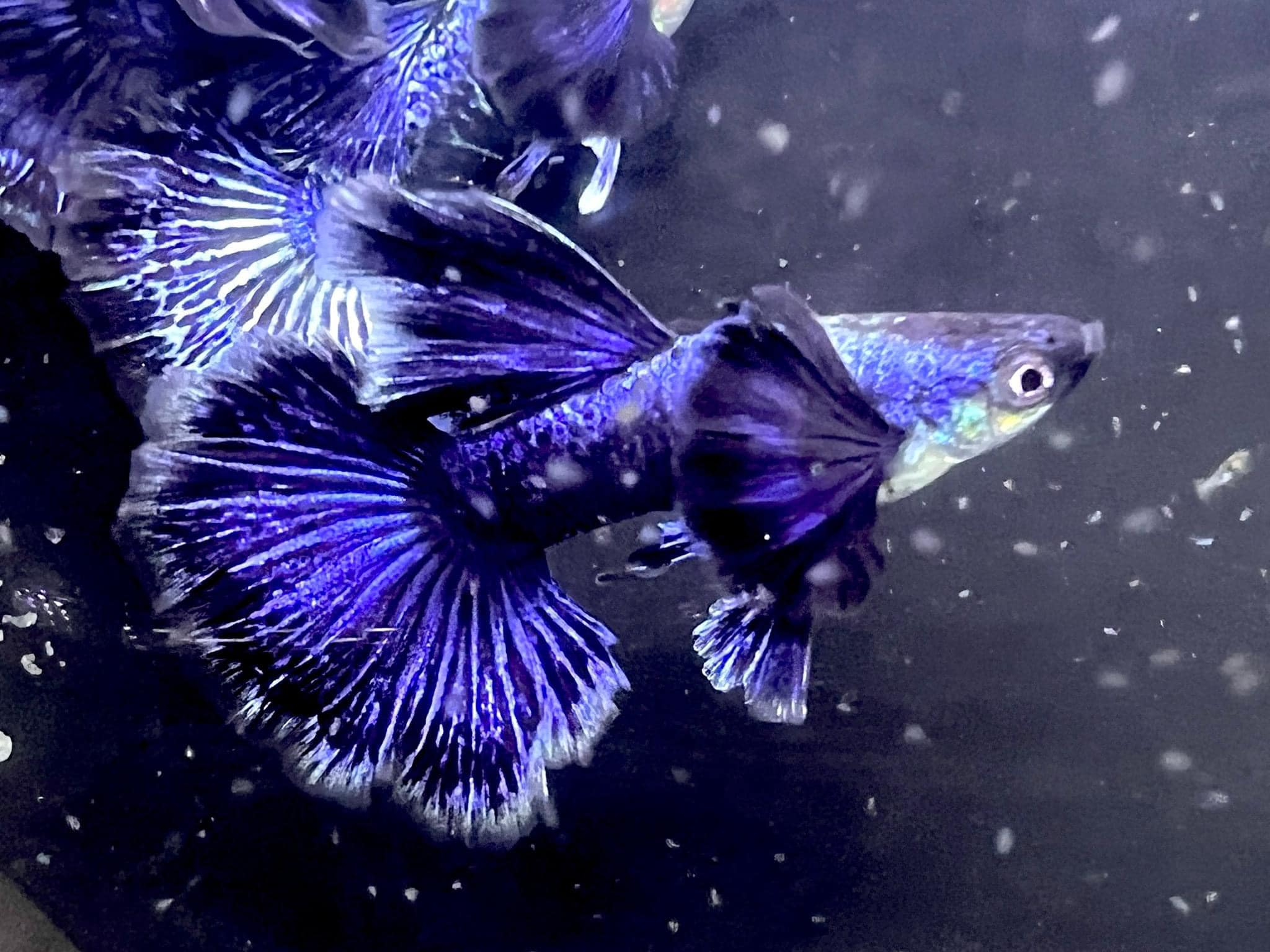 Purple Dragon 2