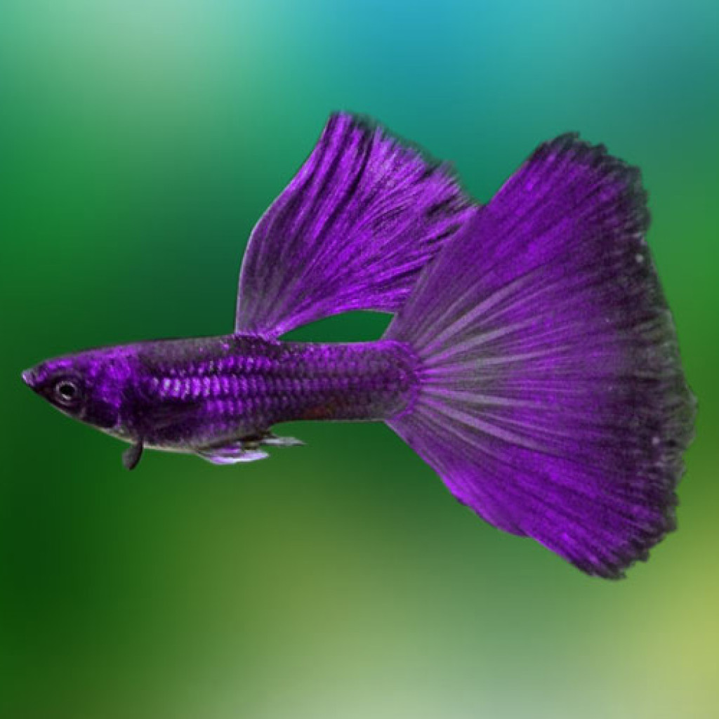 Purple Moscow 2