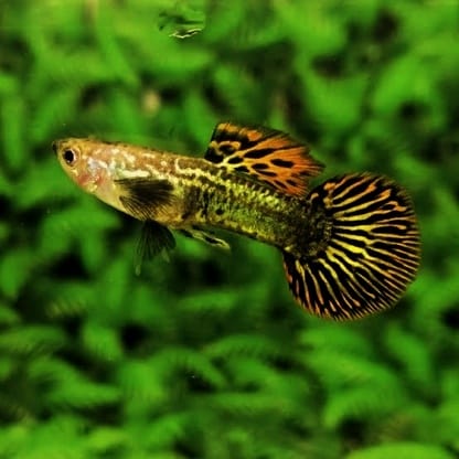 Round Tail 2