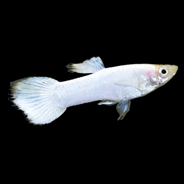 White Guppy 3
