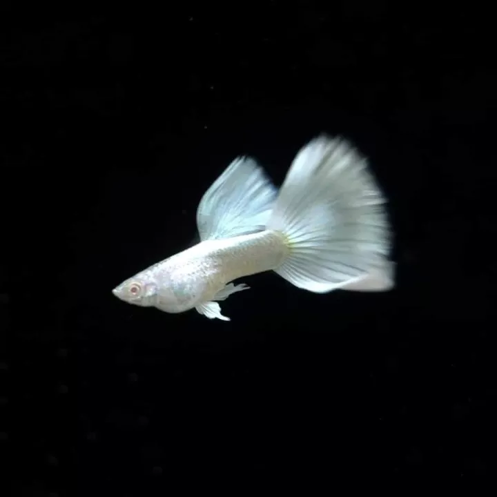 White Guppy
