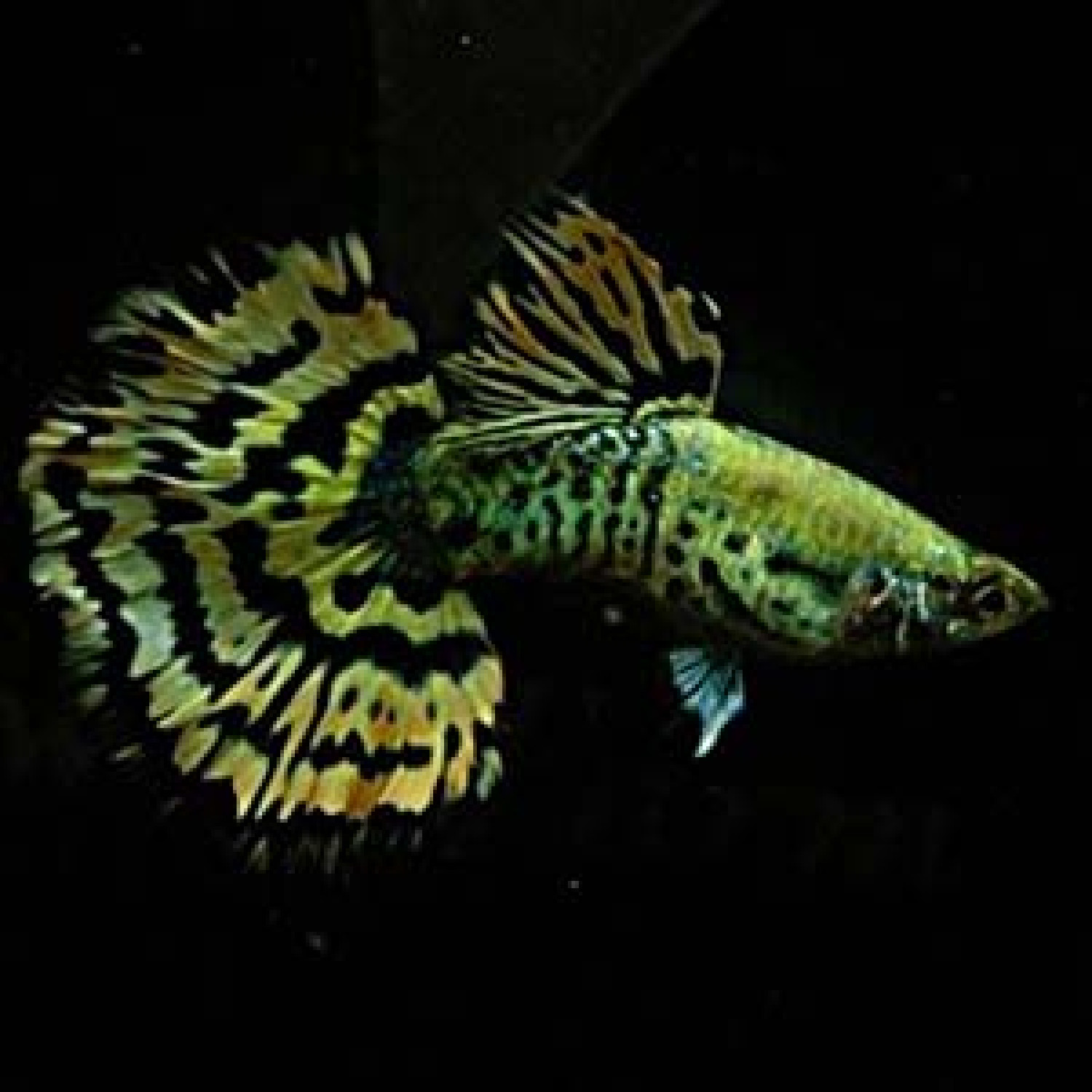 Yellow Tiger 2